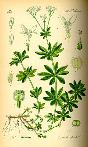 Botanische Zeichnung von Waldmeister