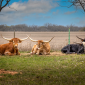 Texas Longhorns, die Quelle unseres Trinkhorns