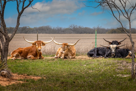 Texas Longhorns, die Quelle unseres Trinkhorns